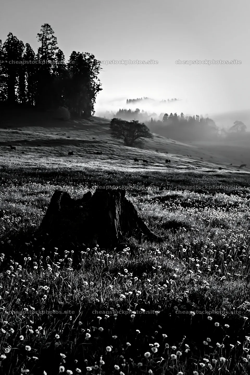 Fukushima native meadow with weathered stump – stock photos 6480x9722