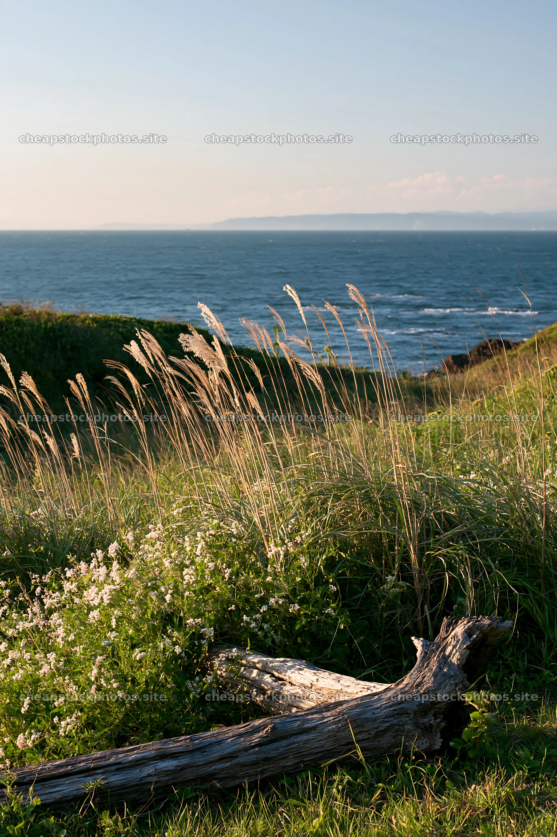 Chiba coastal climate meadow with driftwood in foreground – stock photos 6480x9722