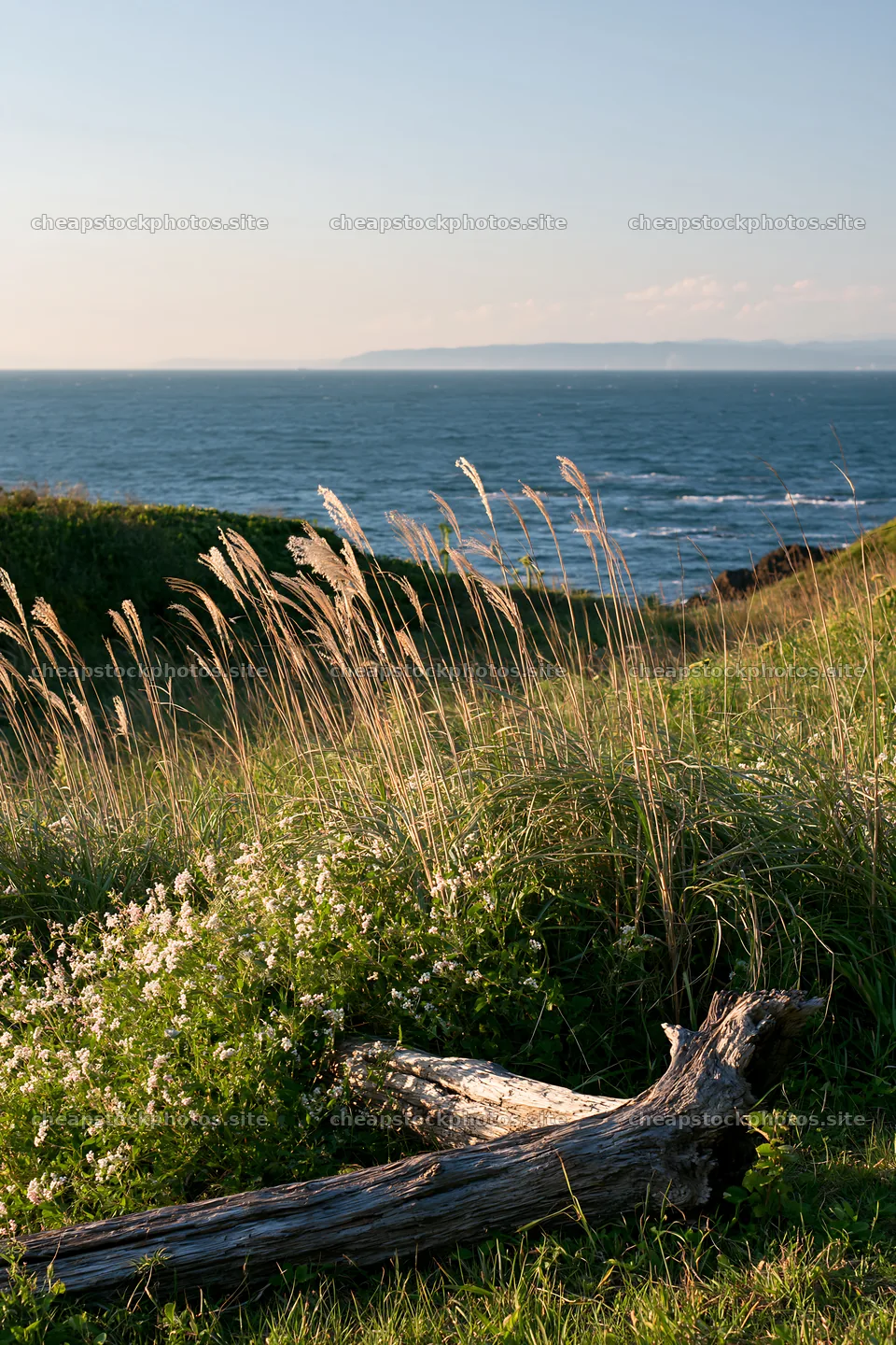 Chiba coastal climate meadow with driftwood in foreground – stock photos 6480x9722