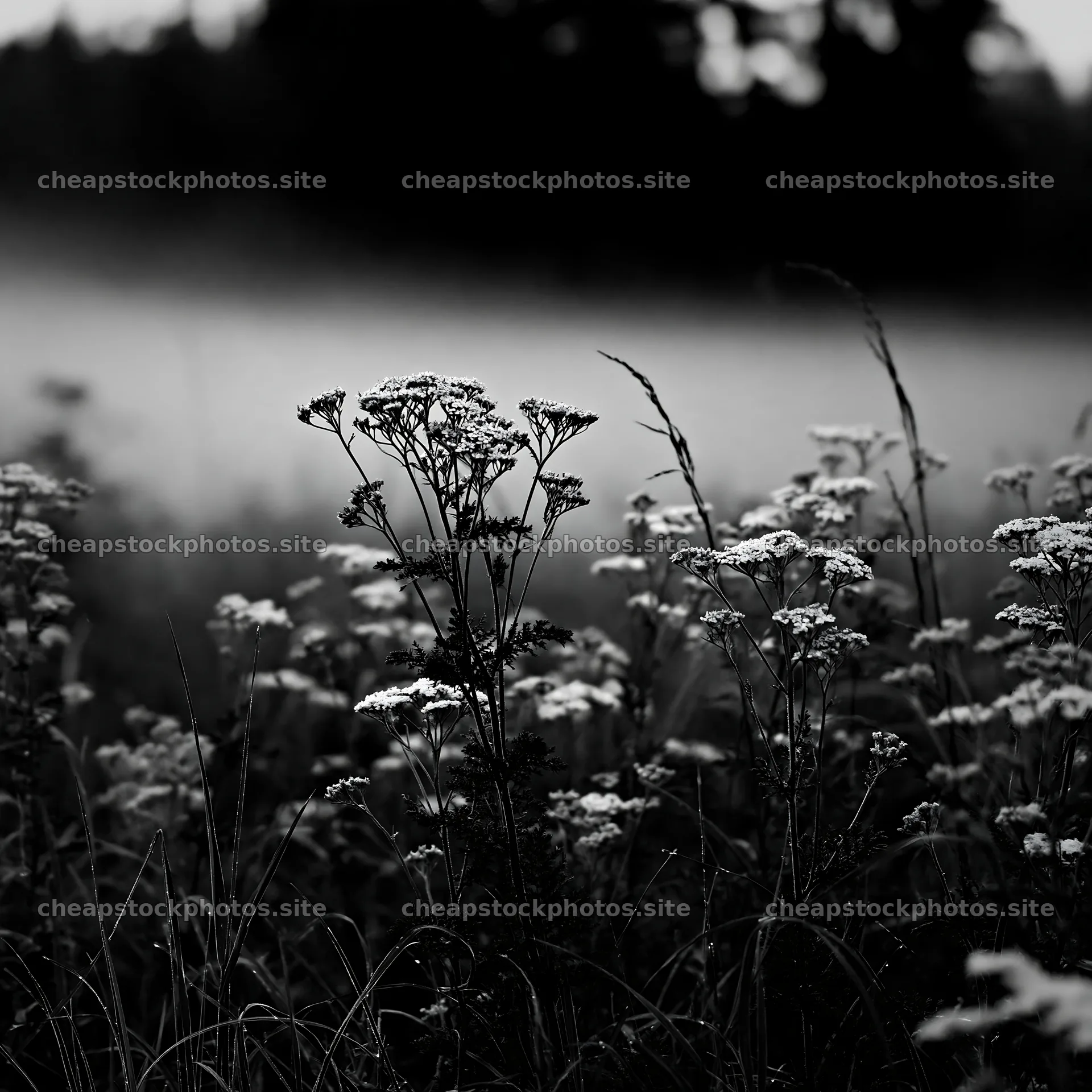 Yarrow meadow bloom in a black and white landscape – stock photos 7938x7938