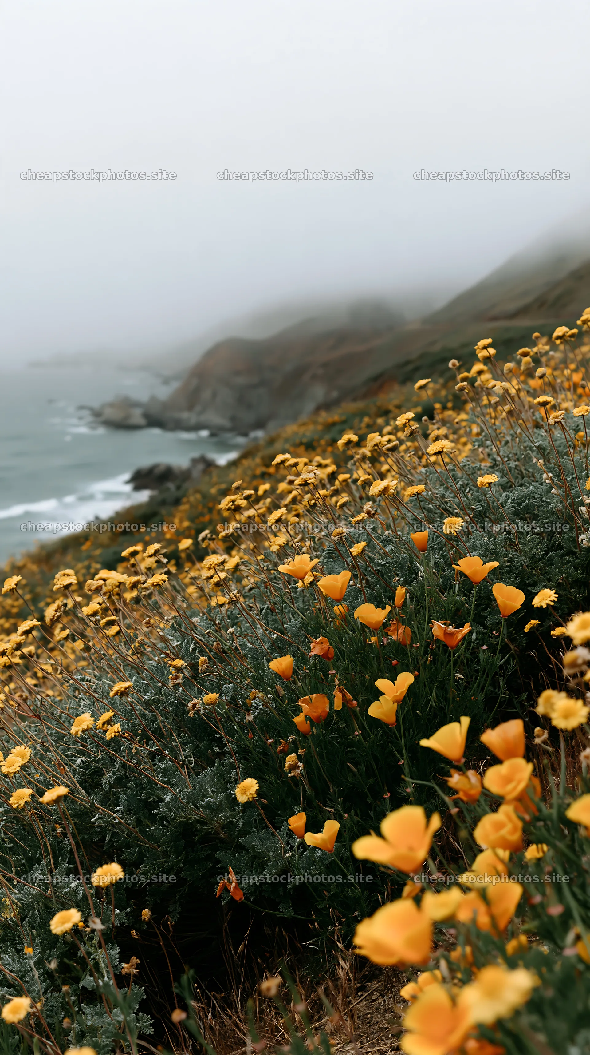 Flower meadow by the beach on a foggy day – stock photos 5938x10608