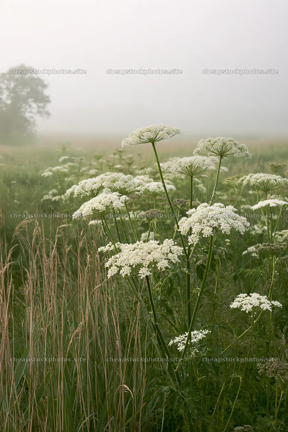 Saga floodplain meadow with reed foreground – stock photos 6480x9722