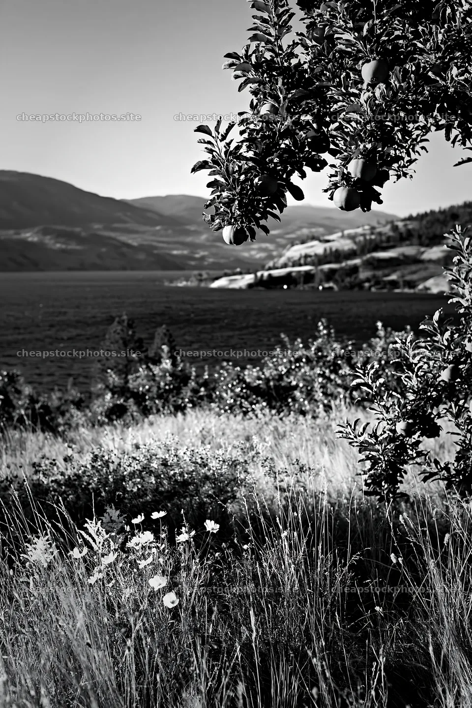 Lakeshore apple meadow with mountain backdrop in black and white – stock photos 6480x9722