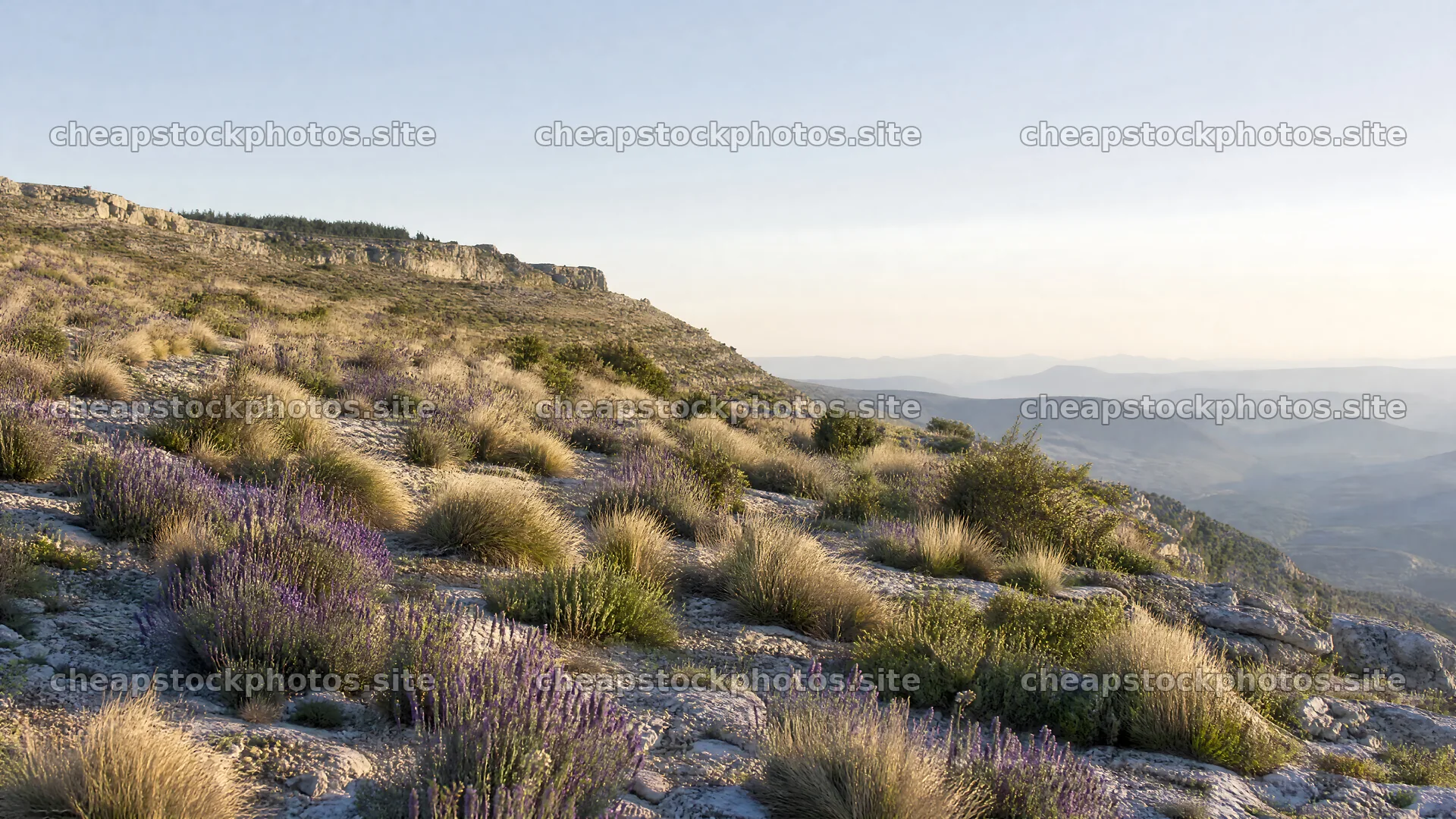 Drought-tolerant meadow filled with grasses and purple flowers – stock photos 10584x5952