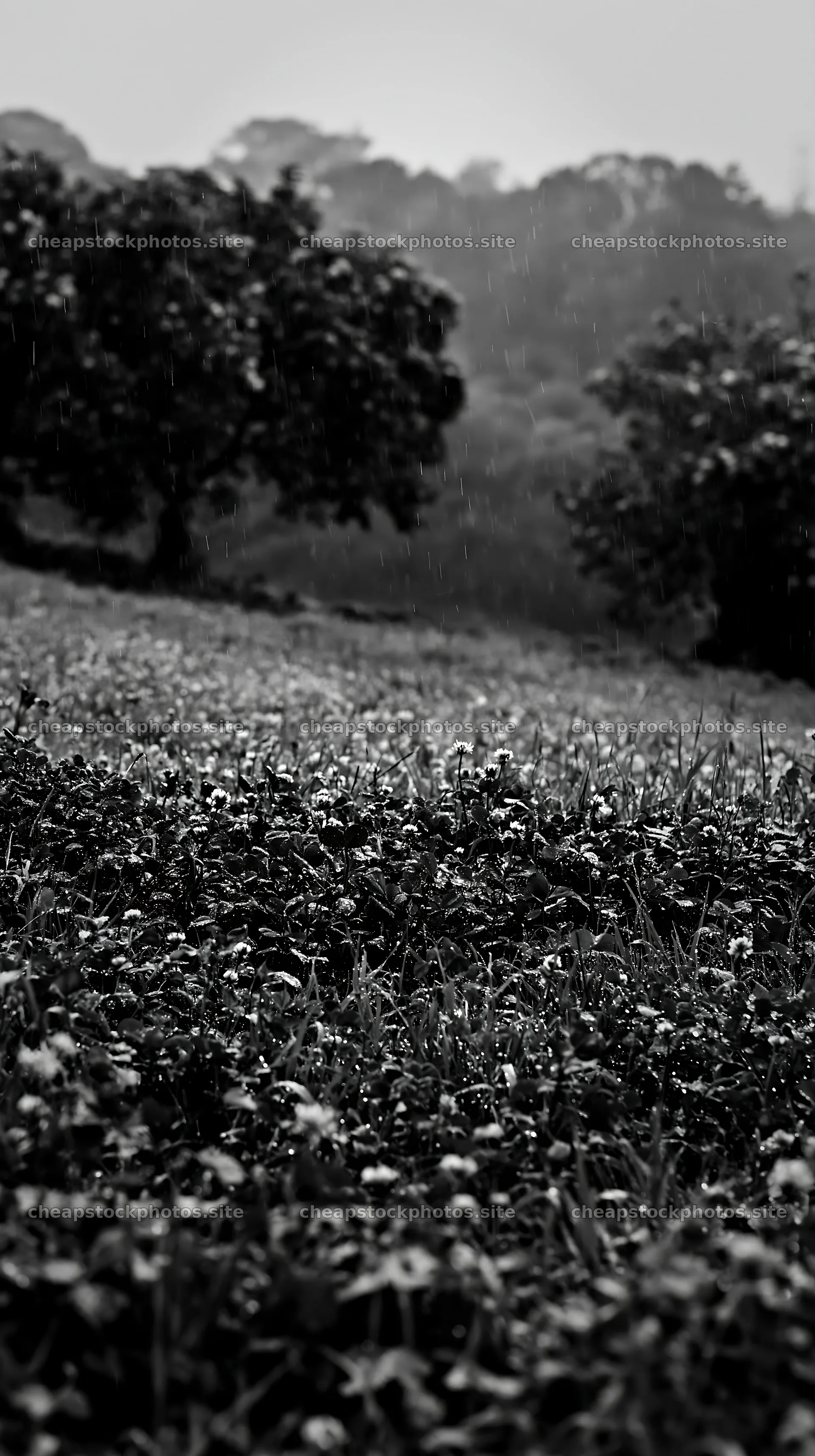Clover apple meadow with trees and gentle rain in the distance – stock photos 5938x10608