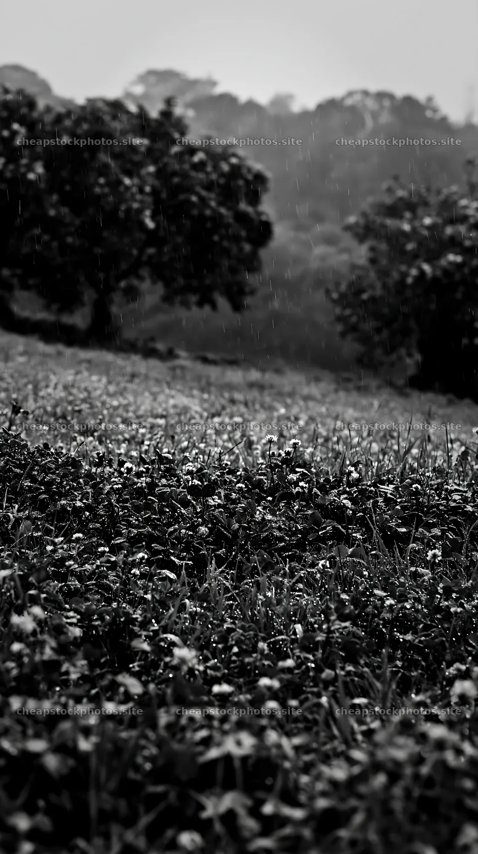 Clover apple meadow with trees and gentle rain in the distance – stock photos 5938x10608
