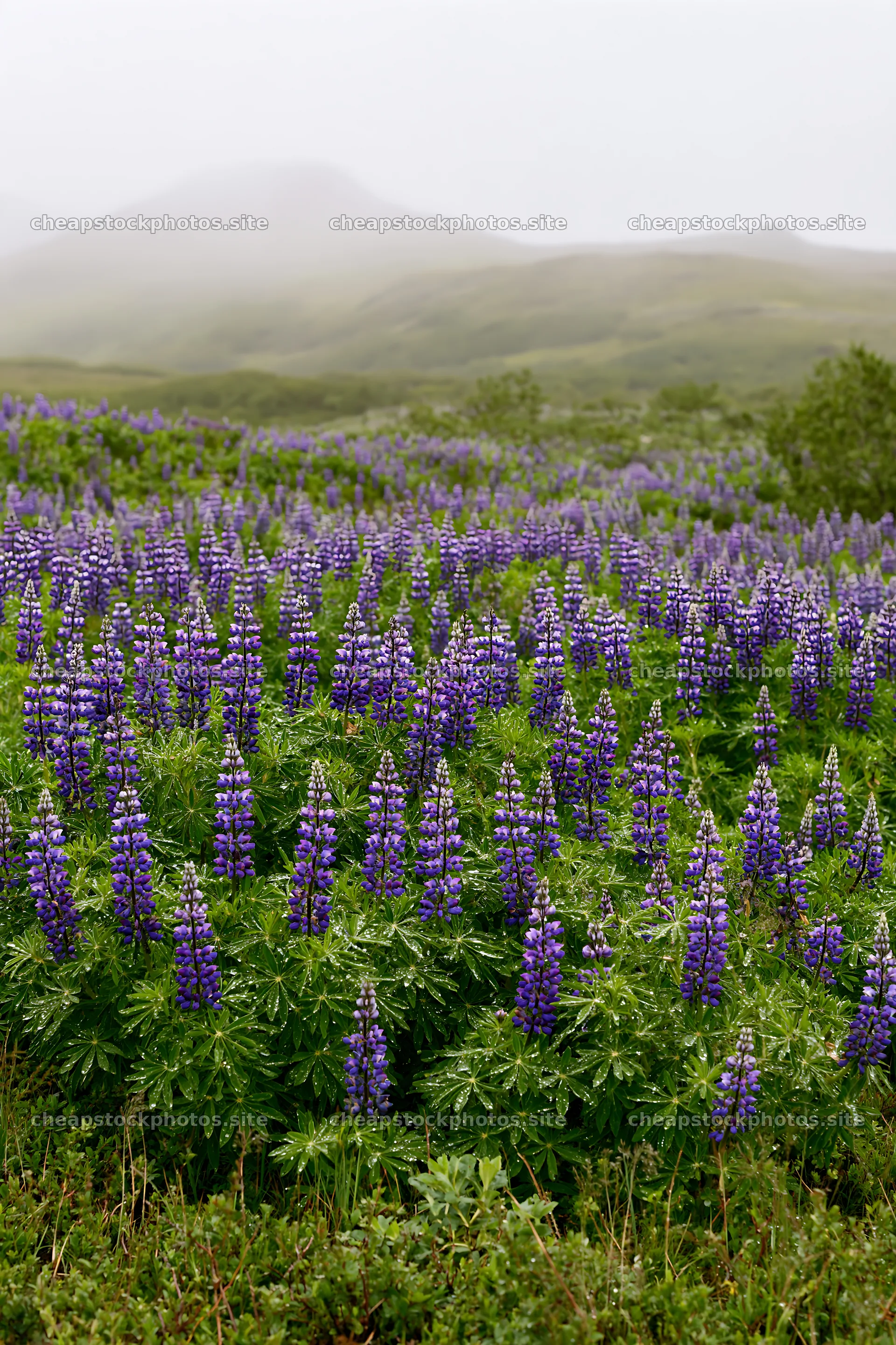 Colorful lupine meadow in a landscape with green hills – stock photos 6480x9722
