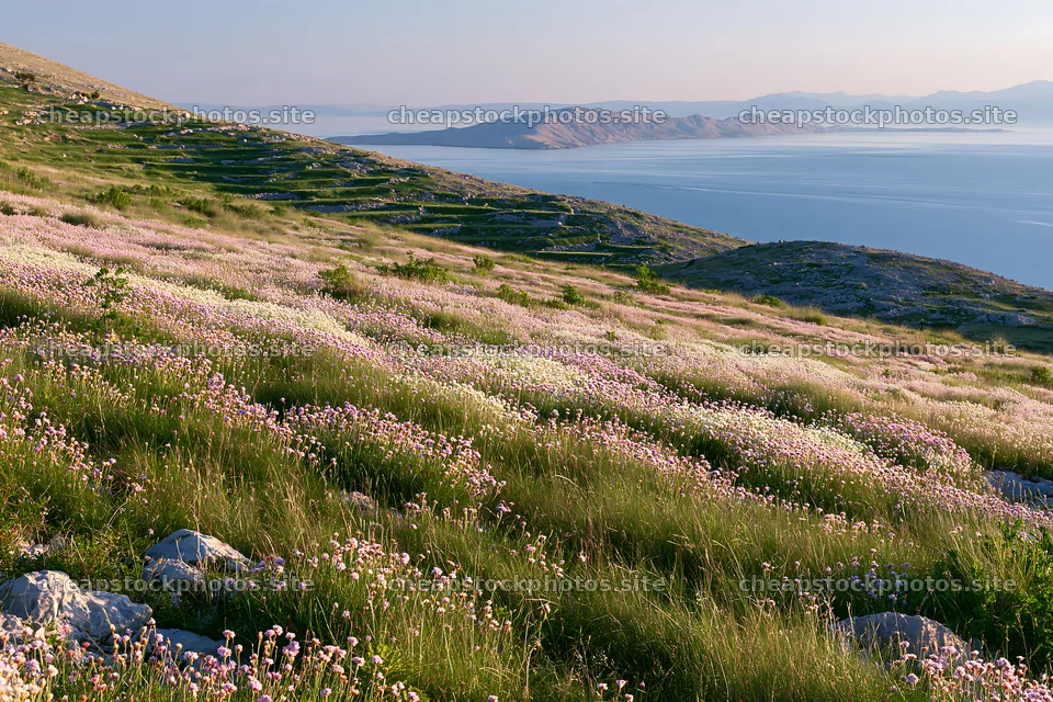 Meadow with flowers above Adriatic coast in Croatia – stock photos 9722x6480