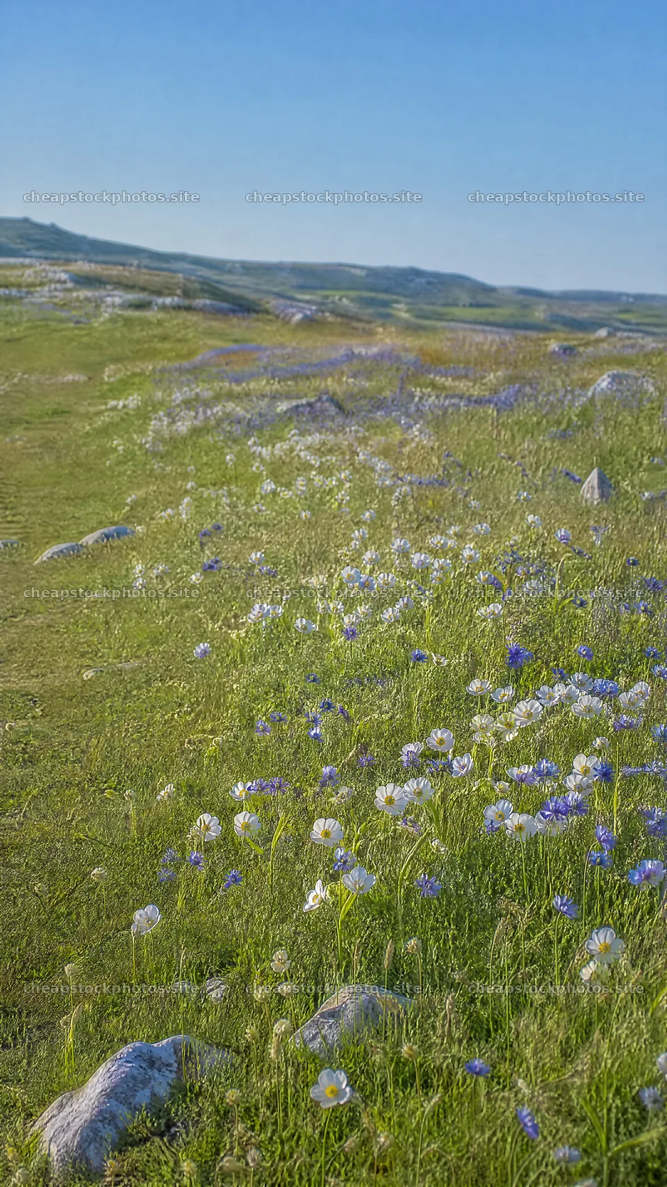 Sunny chalk meadow with wildflowers and clear blue sky – stock photos 5952x10584