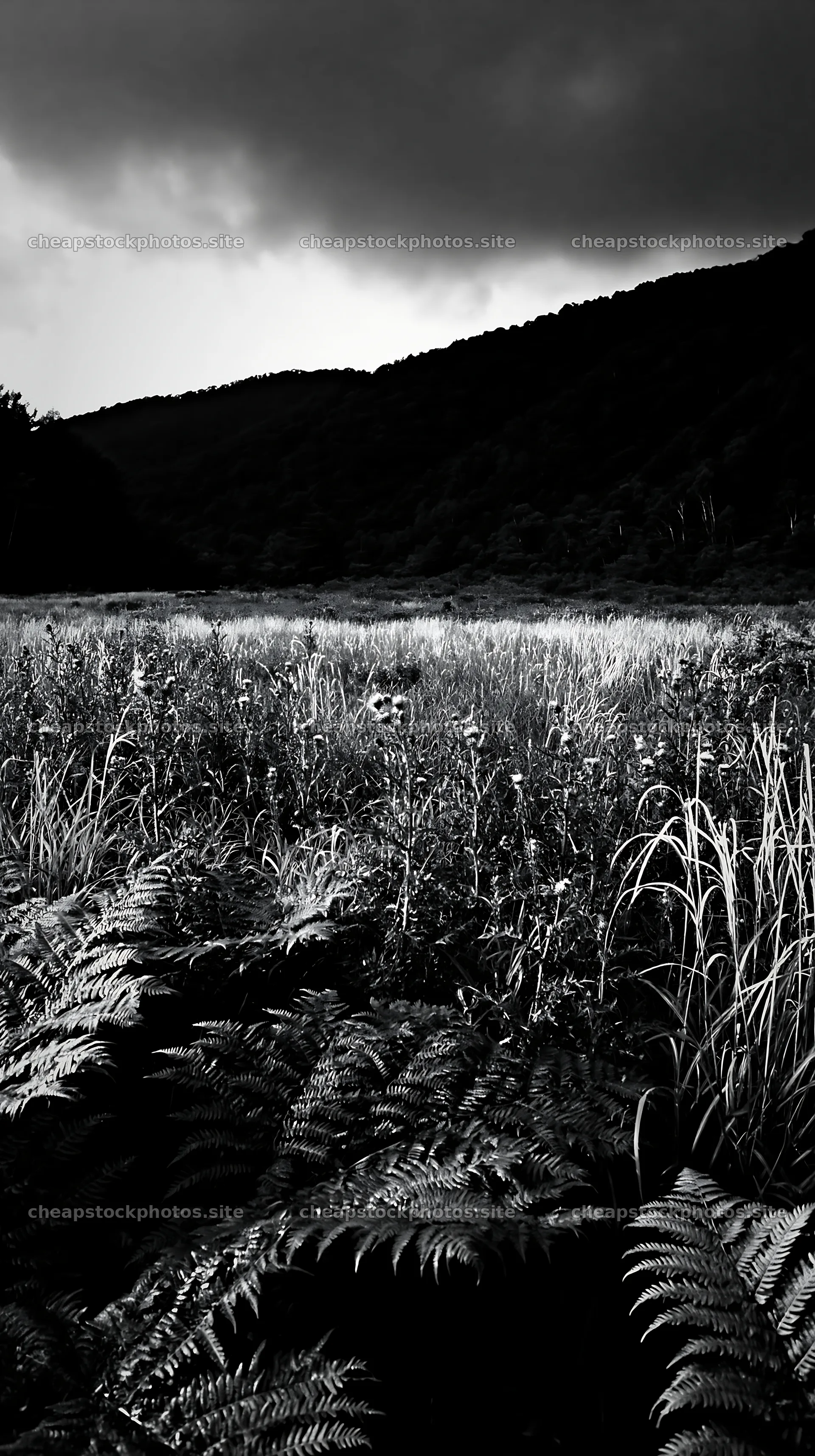 Nara summer meadow with fern foreground and distant hills – stock photos 5938x10608