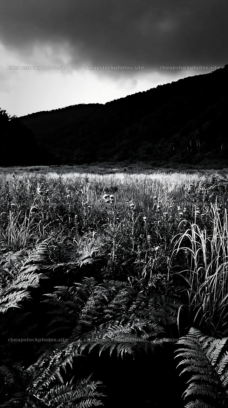 Nara summer meadow with fern foreground and distant hills – stock photos 5938x10608