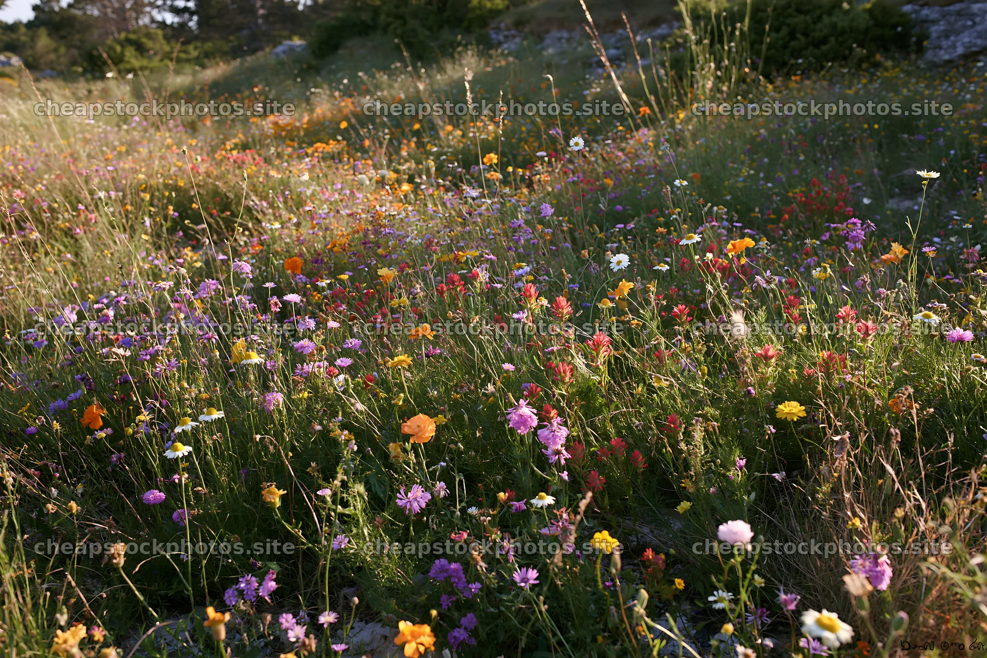 Regenerative meadow with various wildflowers in bloom – stock photos 9722x6480