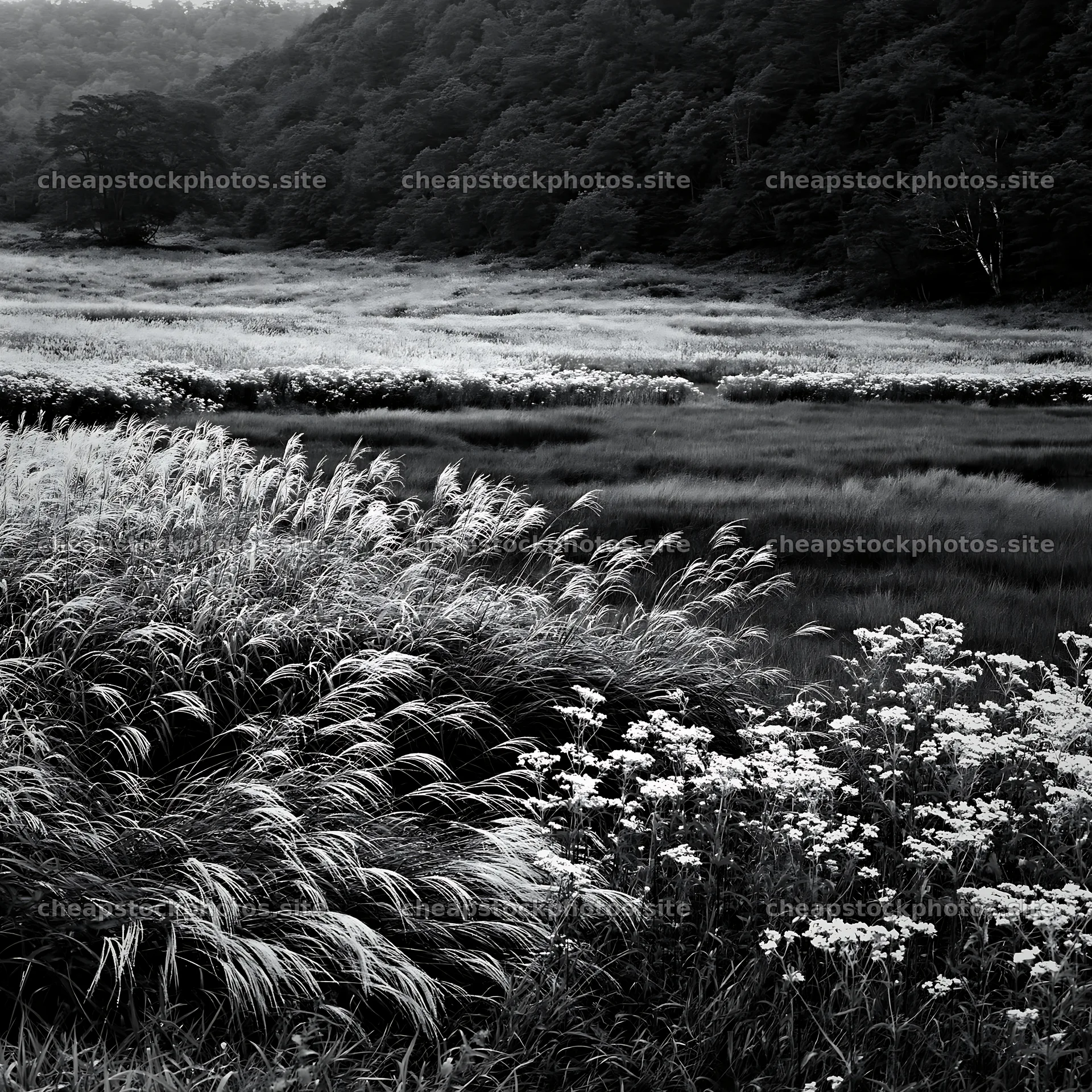 Biodiverse Nagano silver grass meadow dew captures nature's beauty – stock photos 7938x7938