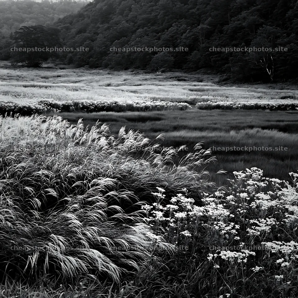 Biodiverse Nagano silver grass meadow dew captures nature's beauty – stock photos 7938x7938