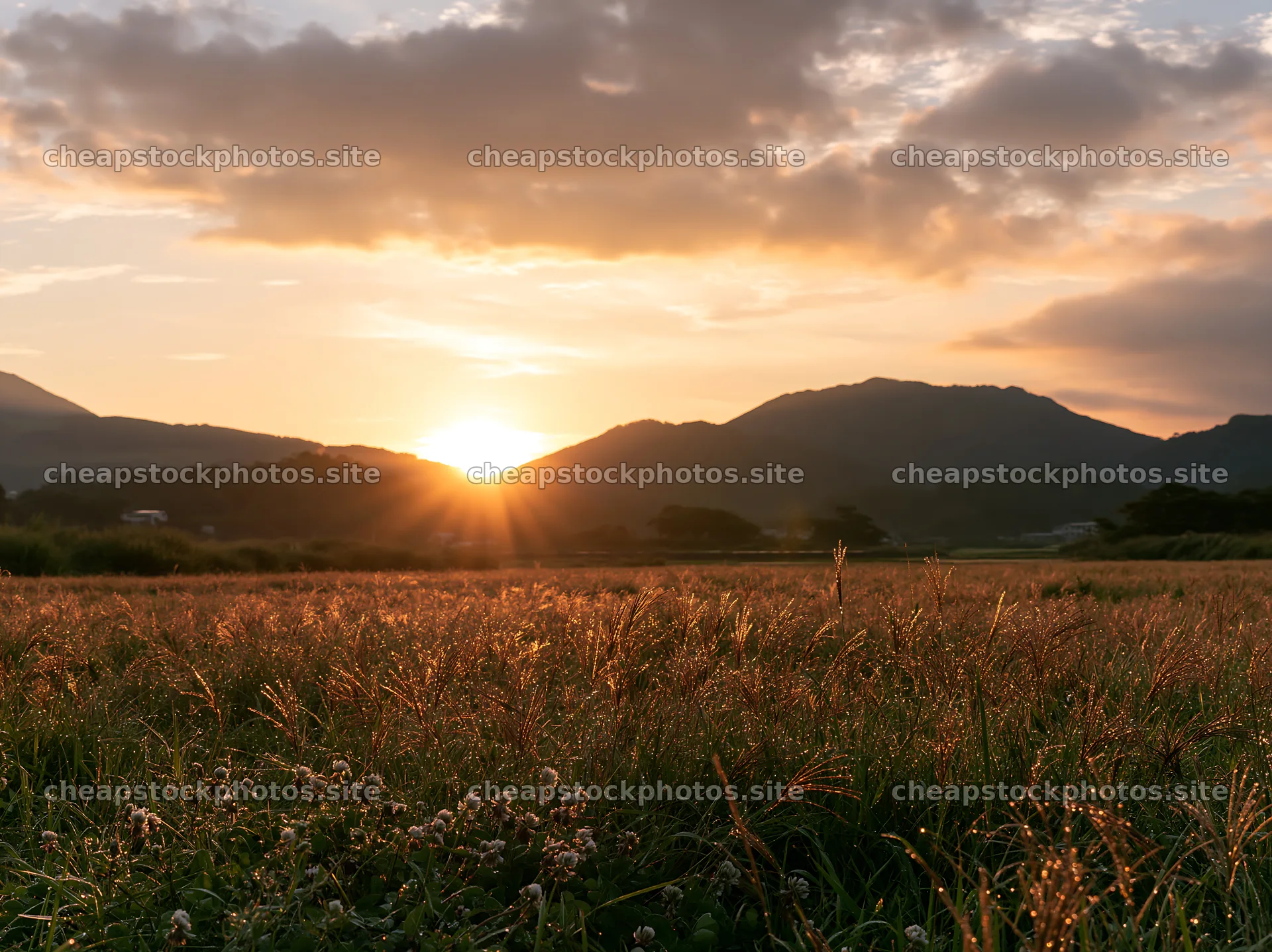 Miyazaki sunrise over meadow with dew covered sedges – stock photos 9174x6866