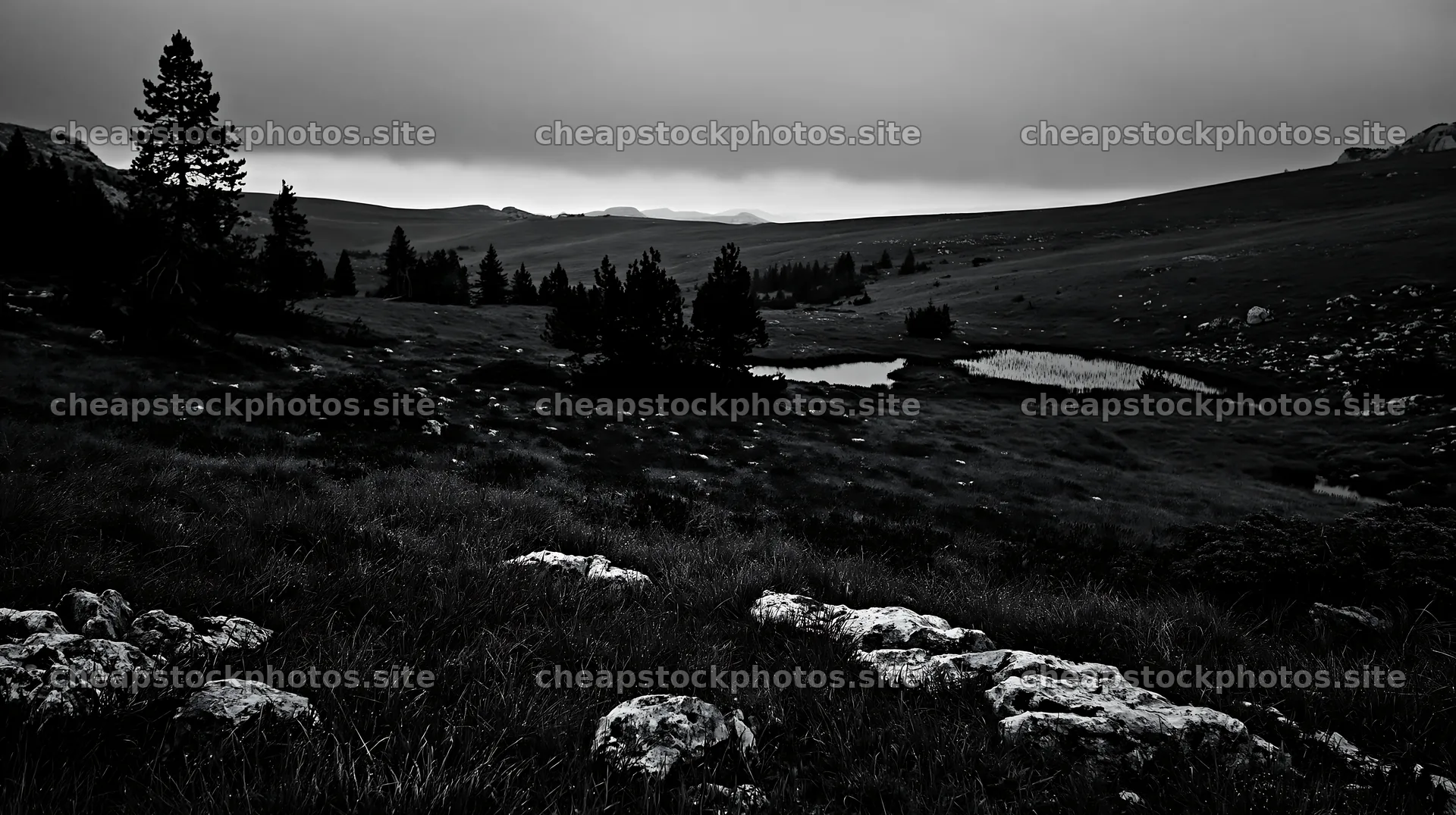 Clover speedwell meadow with trees and a pond in the distance – stock photos 10608x5938