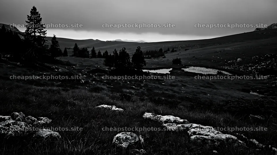 Clover speedwell meadow with trees and a pond in the distance – stock photos 10608x5938
