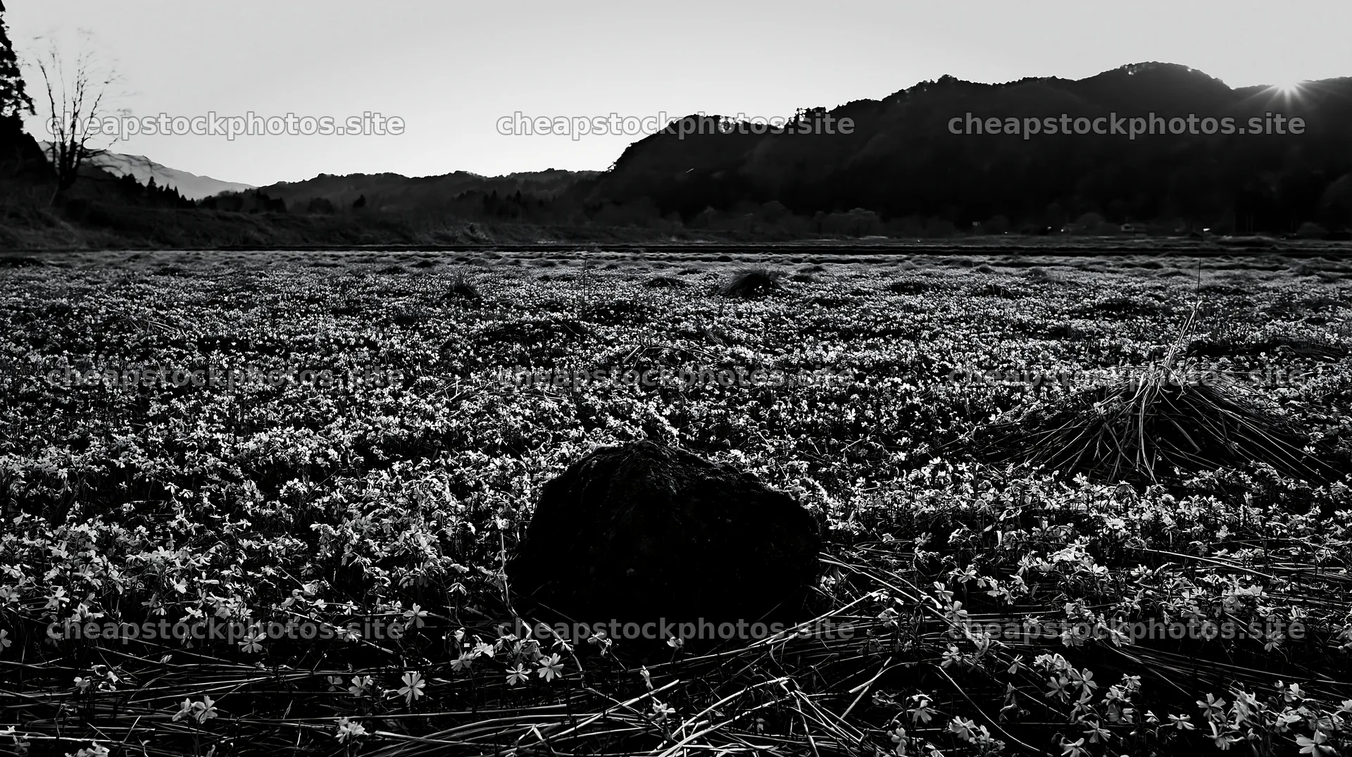 Miyagi spring recovery meadow mossy stone with flowers – stock photos 10608x5938