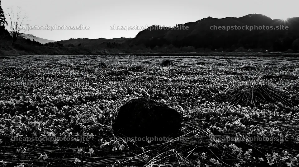 Miyagi spring recovery meadow mossy stone with flowers – stock photos 10608x5938