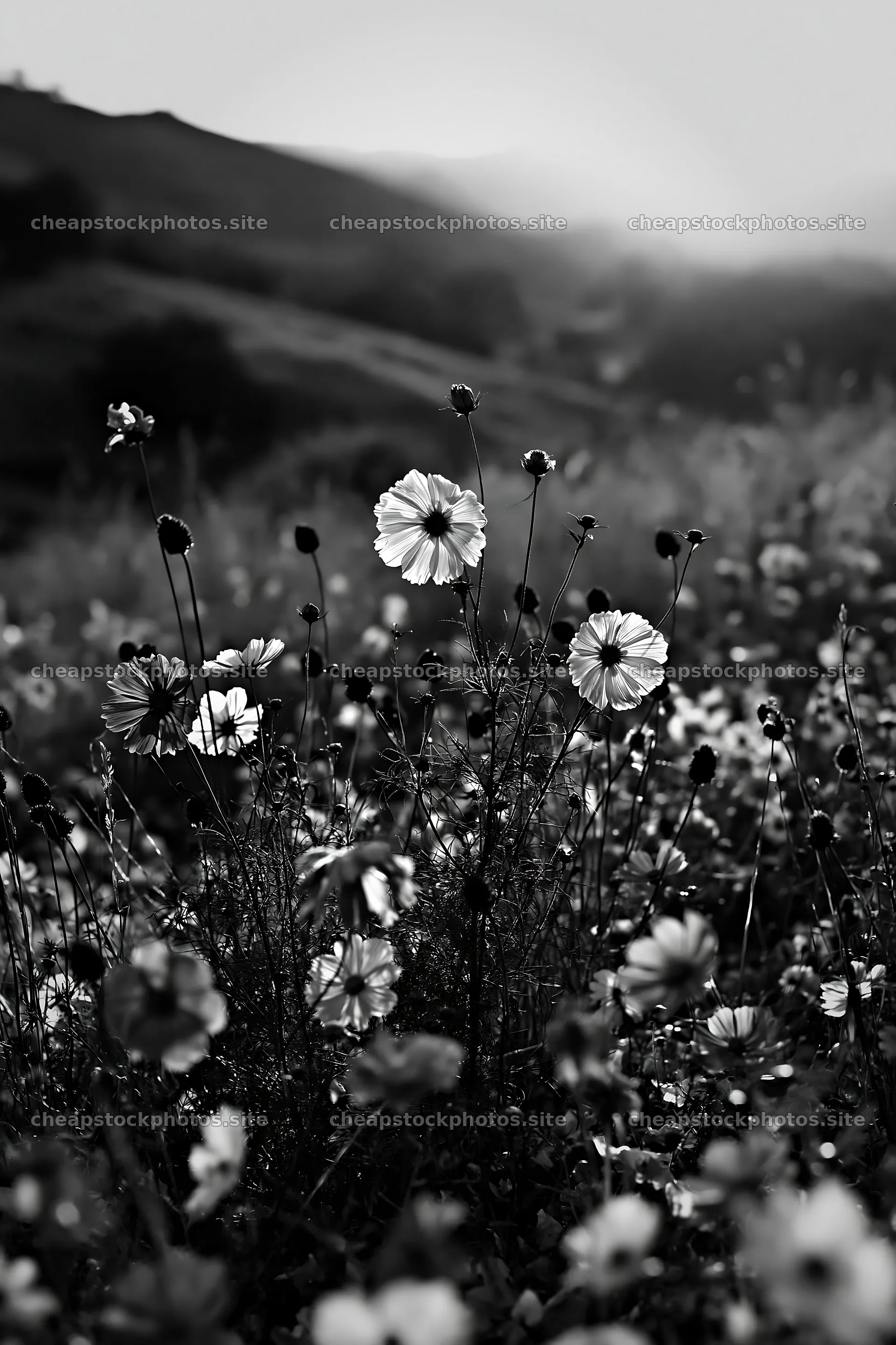 Colorful cosmos meadow with flowers at sunset – stock photos 6480x9722