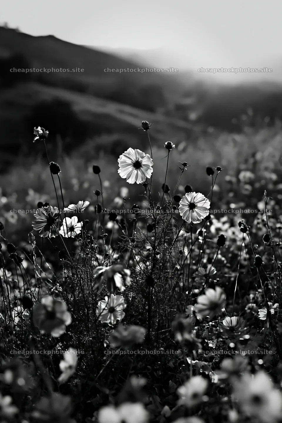 Colorful cosmos meadow with flowers at sunset – stock photos 6480x9722