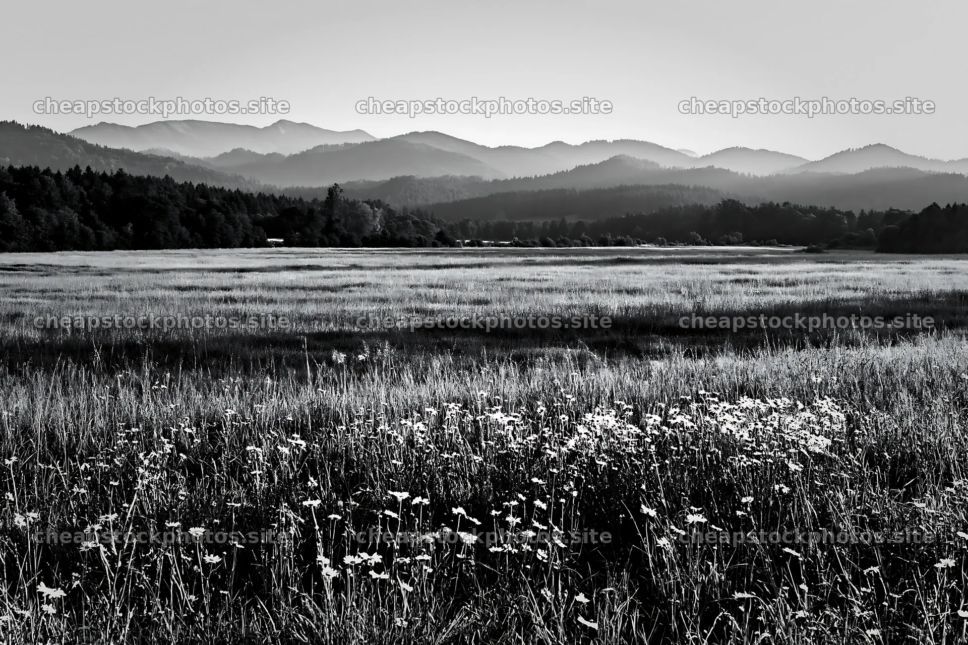 German foothill meadow with wildflowers and distant mountains – stock photos 9722x6480
