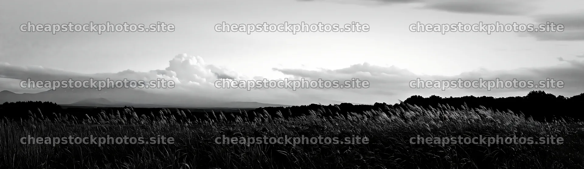 Iwate rain refreshed meadow seedhead foreground – stock photos 14762x4268