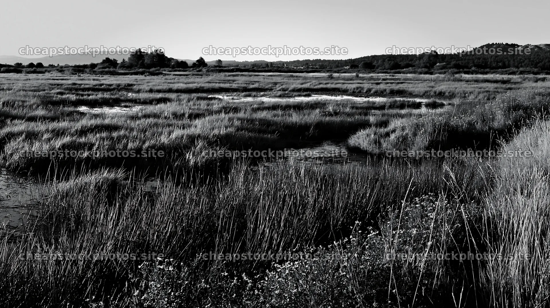 Saga floodplain meadow with reed foreground in natural setting – stock photos 10608x5938