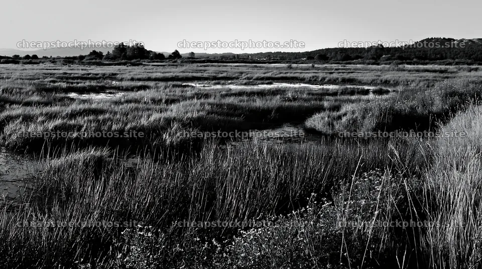 Saga floodplain meadow with reed foreground in natural setting – stock photos 10608x5938