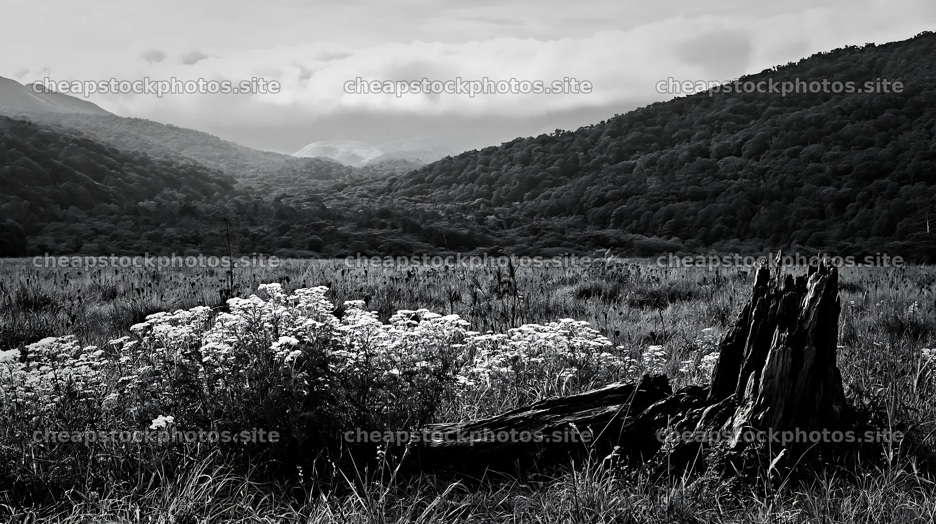 Fukushima native meadow with weathered stump – stock photos 10608x5938