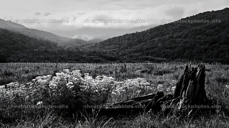 Fukushima native meadow with weathered stump – stock photos 10608x5938