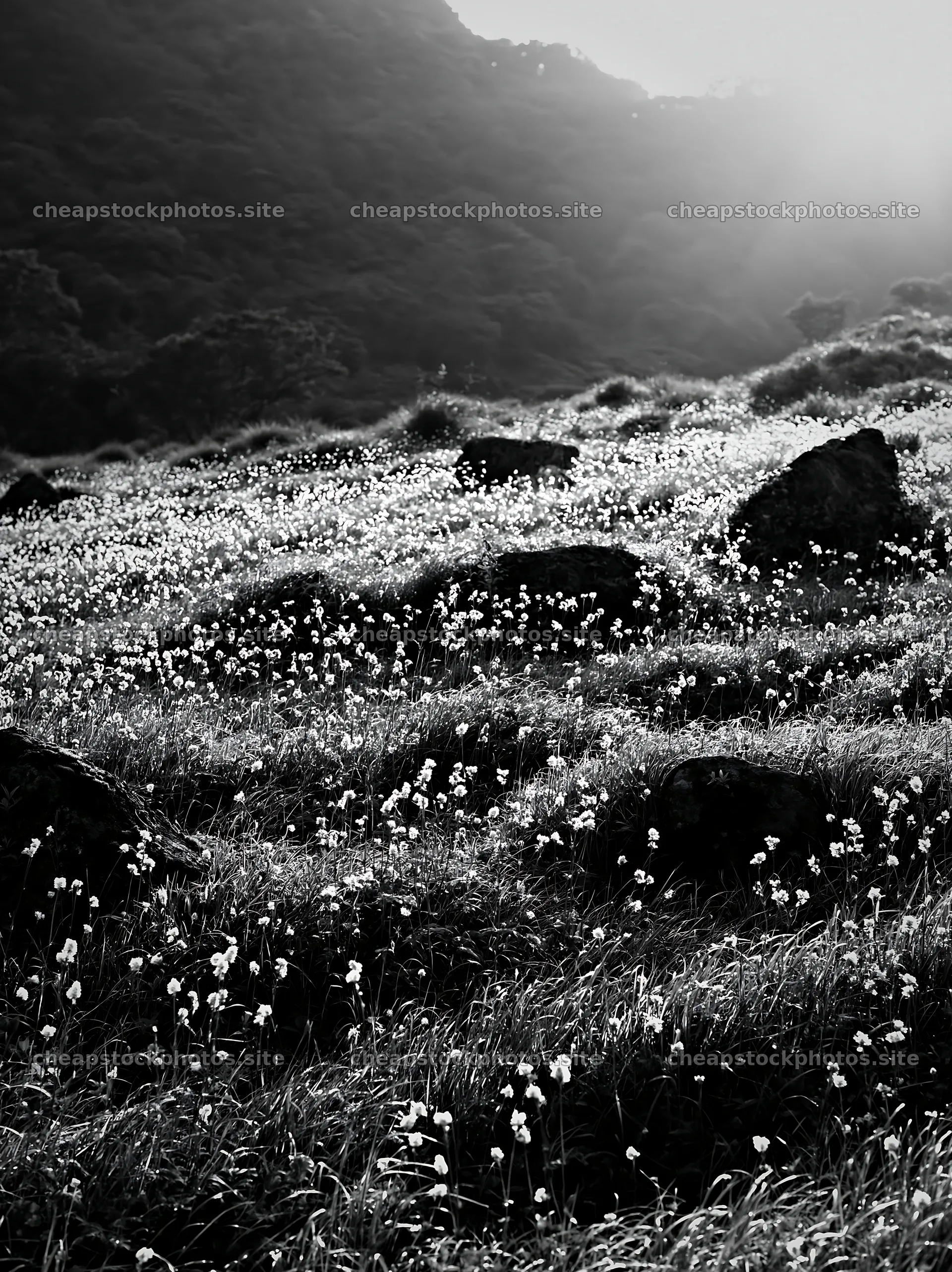 Oita highland meadow with granite stones in sunset light – stock photos 6866x9174