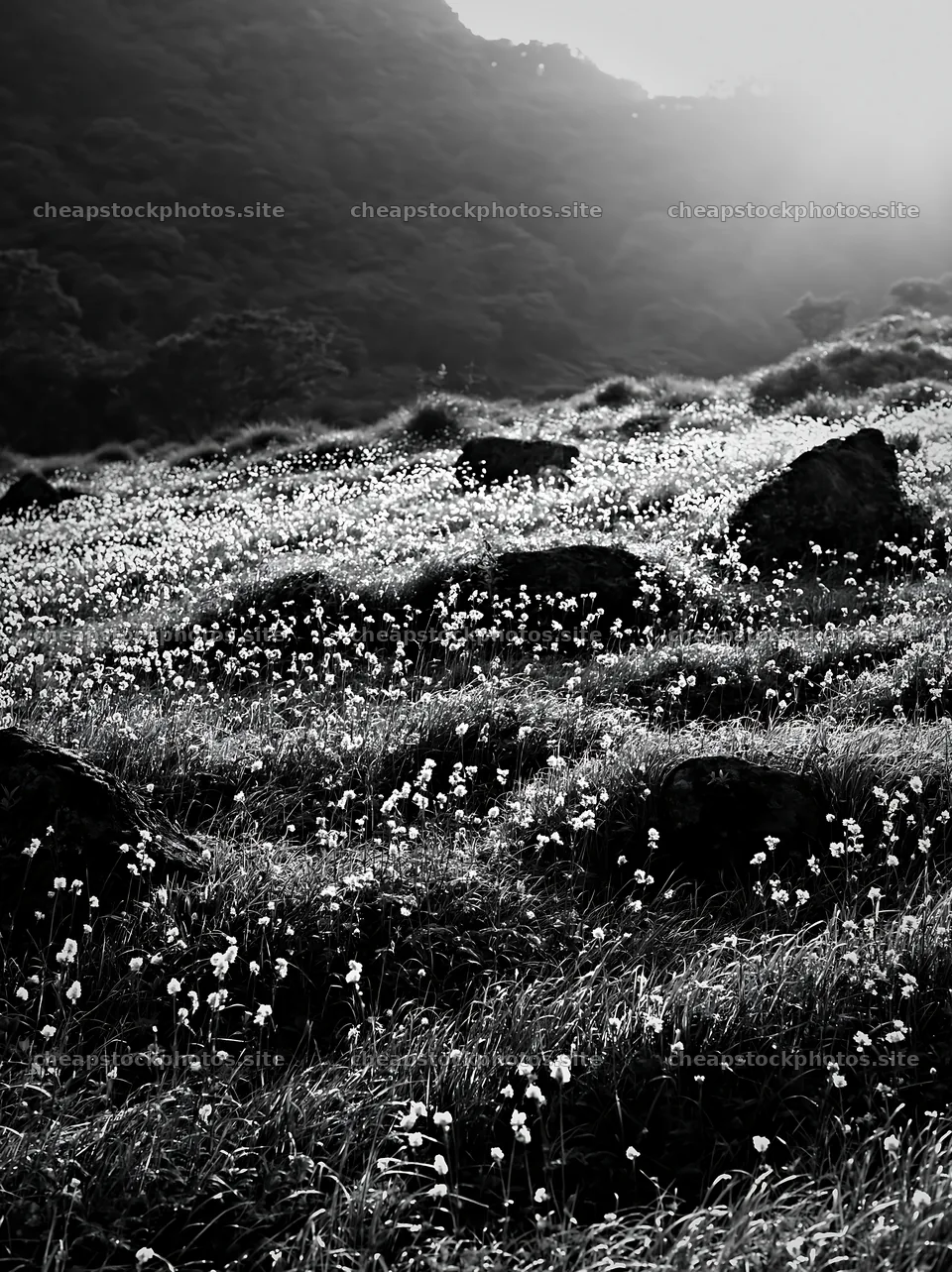 Oita highland meadow with granite stones in sunset light – stock photos 6866x9174