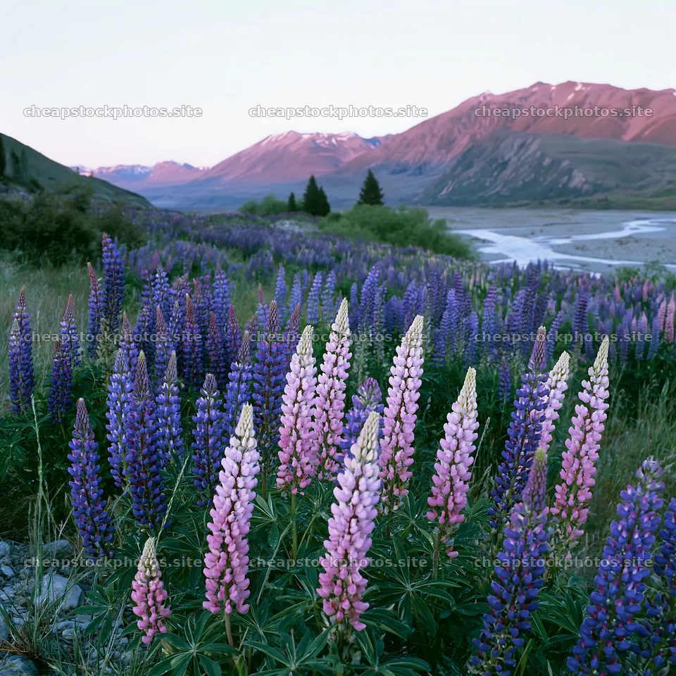 Lupin meadow with mountains in the background at twilight – stock photos 7938x7938
