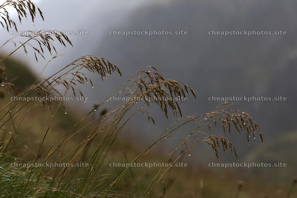 Meadow grass seedheads in rain weather – stock photos 9722x6480