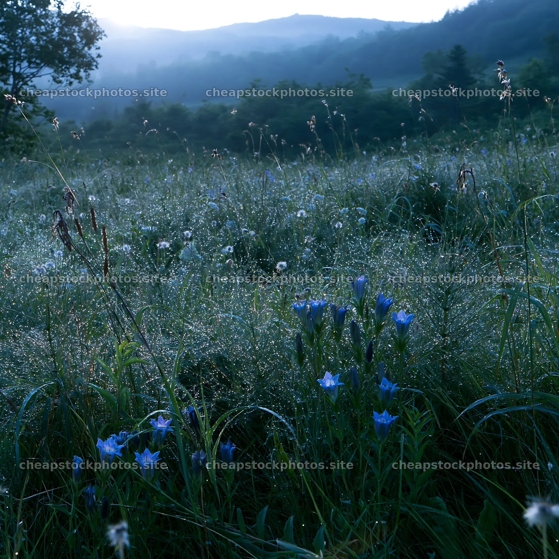Expansive Hokkaido restoration meadow with dewdrops – stock photos 7938x7938
