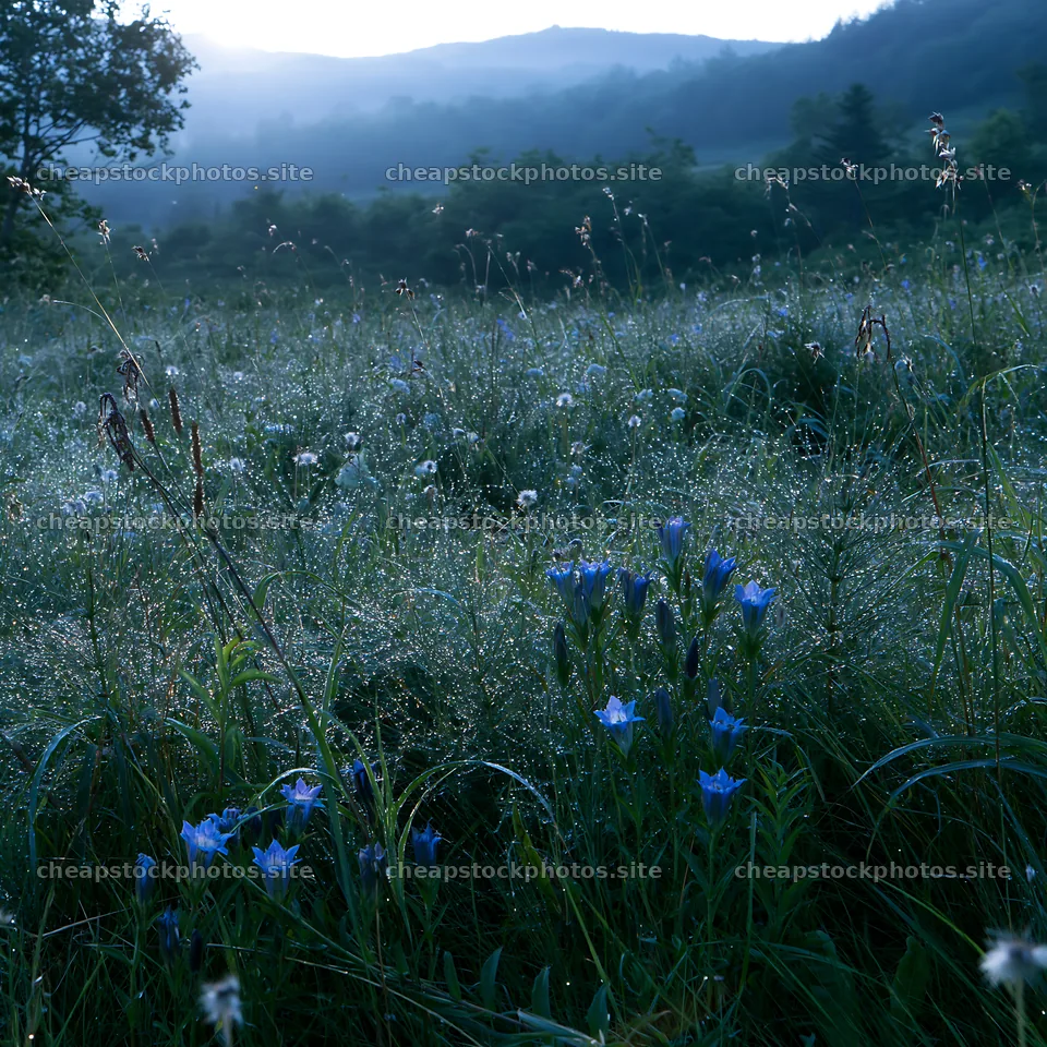 Expansive Hokkaido restoration meadow with dewdrops – stock photos 7938x7938