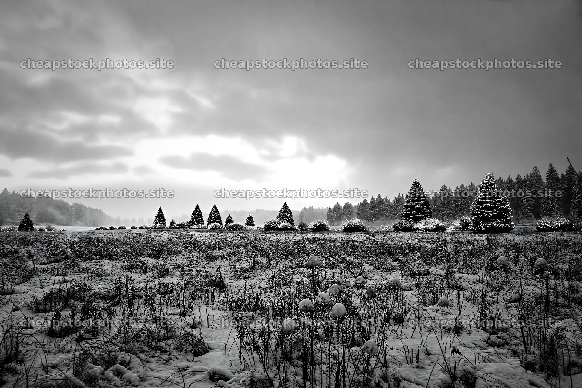 Vibrant Christmas lights across winter meadow with trees – stock photos 9722x6480