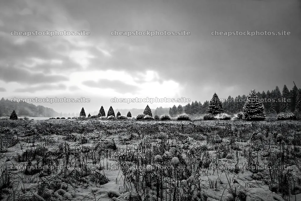 Vibrant Christmas lights across winter meadow with trees – stock photos 9722x6480