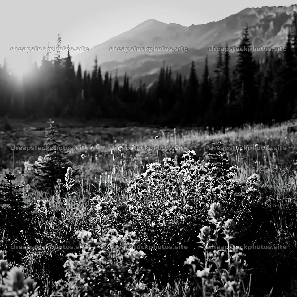 Mount Rainier wildflower meadow at sunrise – stock photos 7938x7938
