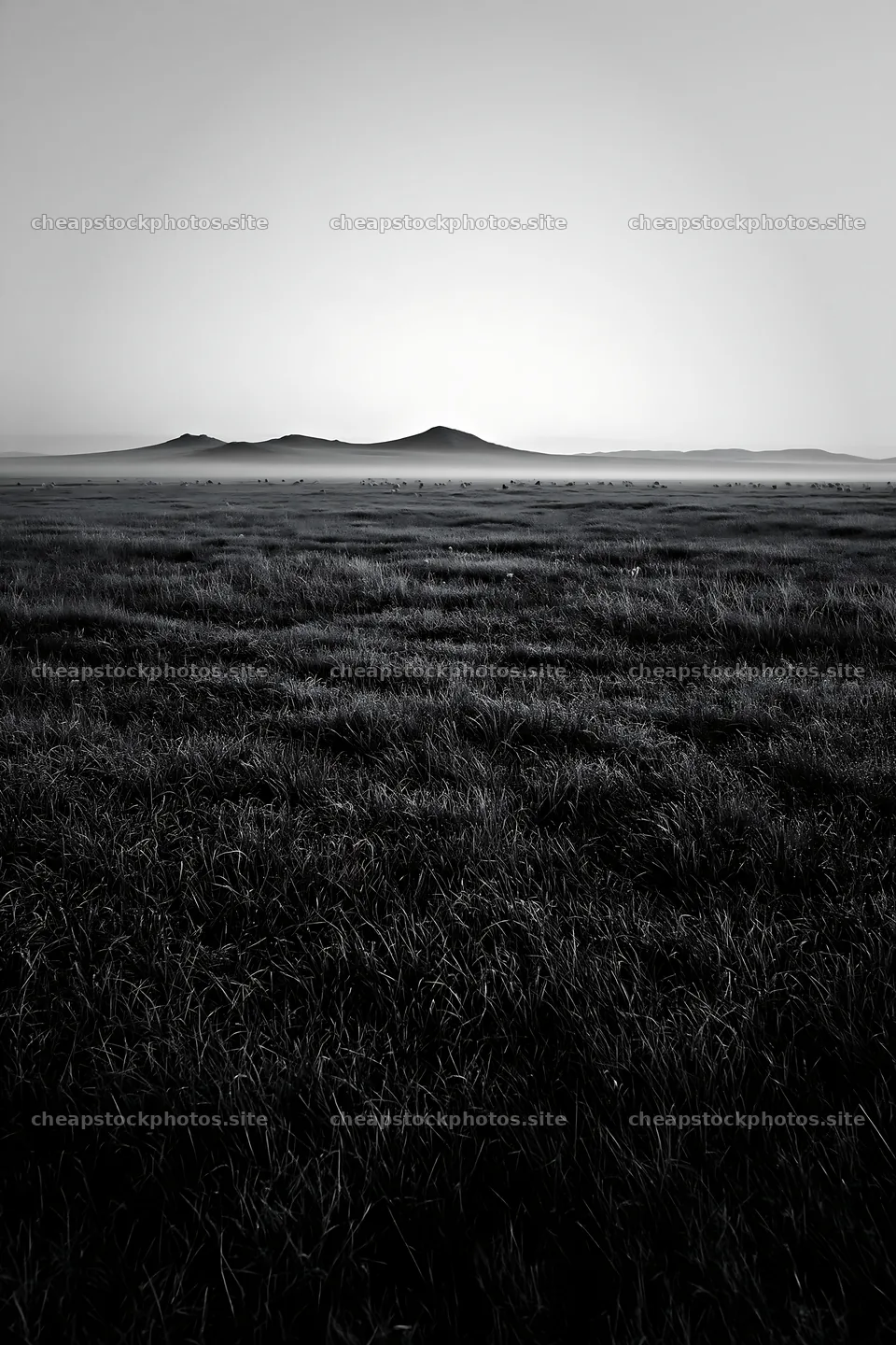 Meadow with dew at dawn in black and white – stock photos 6480x9722