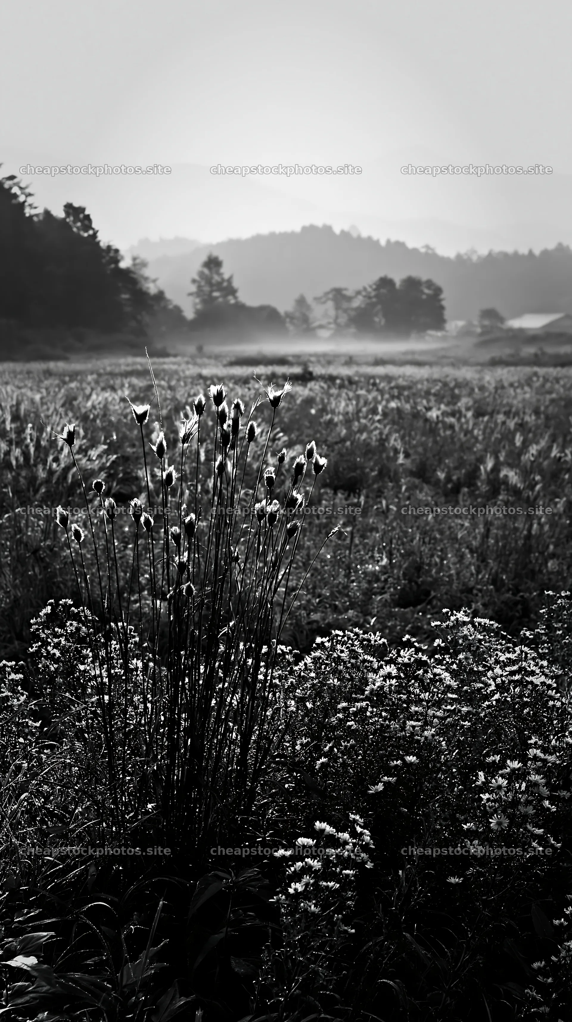 Iwate rain refreshed meadow seedhead foreground – stock photos 5938x10608