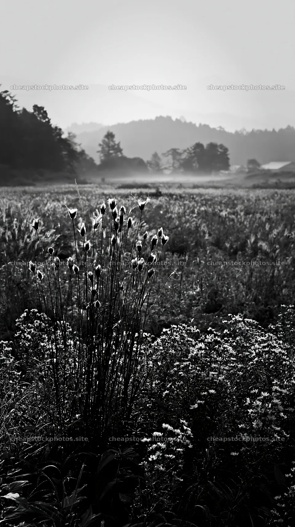 Iwate rain refreshed meadow seedhead foreground – stock photos 5938x10608