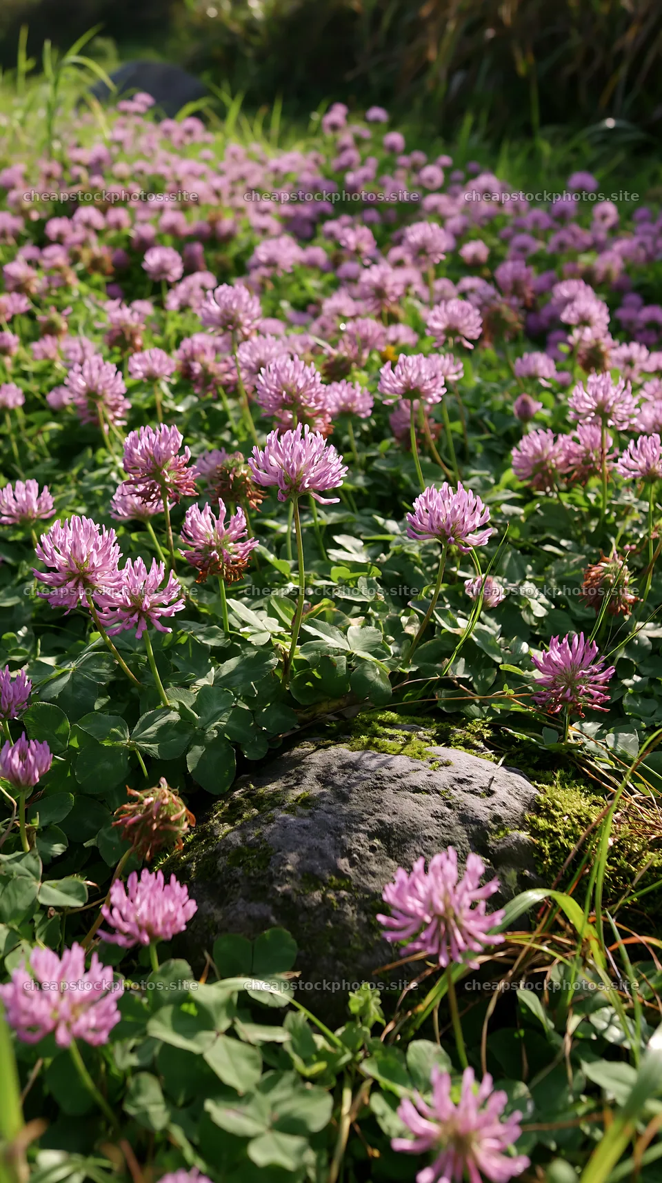 Miyagi spring recovery meadow mossy stone with flowers – stock photos 5938x10608