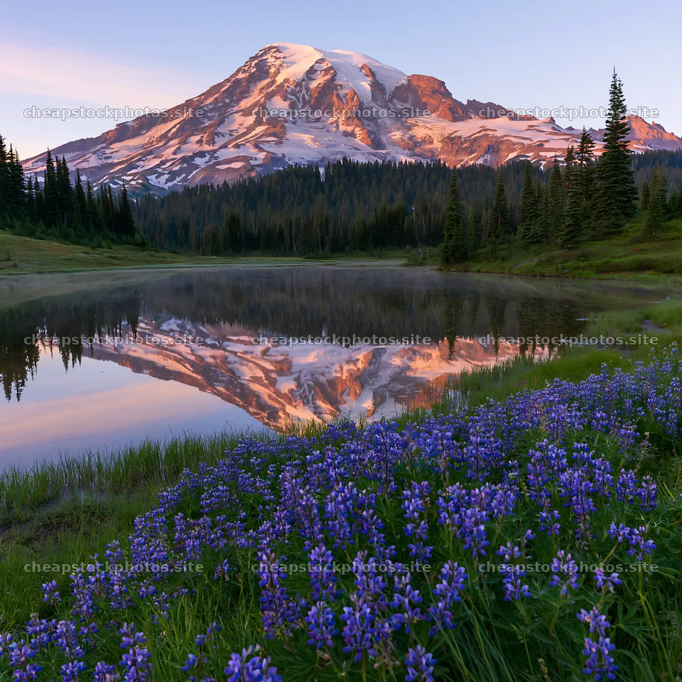 Mount Rainier wildflower meadow sunrise with reflection – stock photos 7938x7938