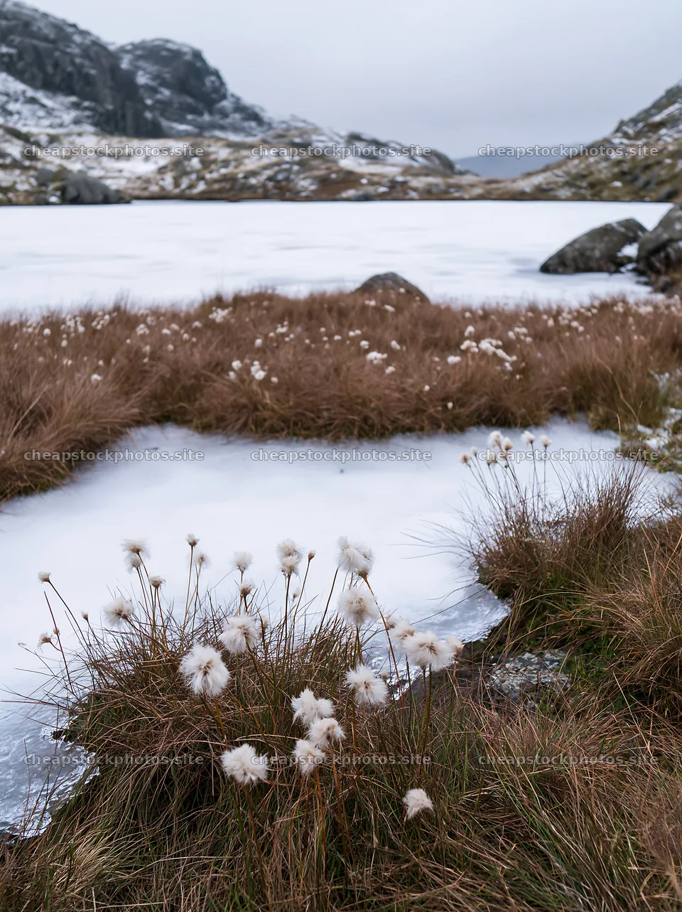 Frozen tarn meadow with grass and ice in winter landscape – stock photos 6866x9174