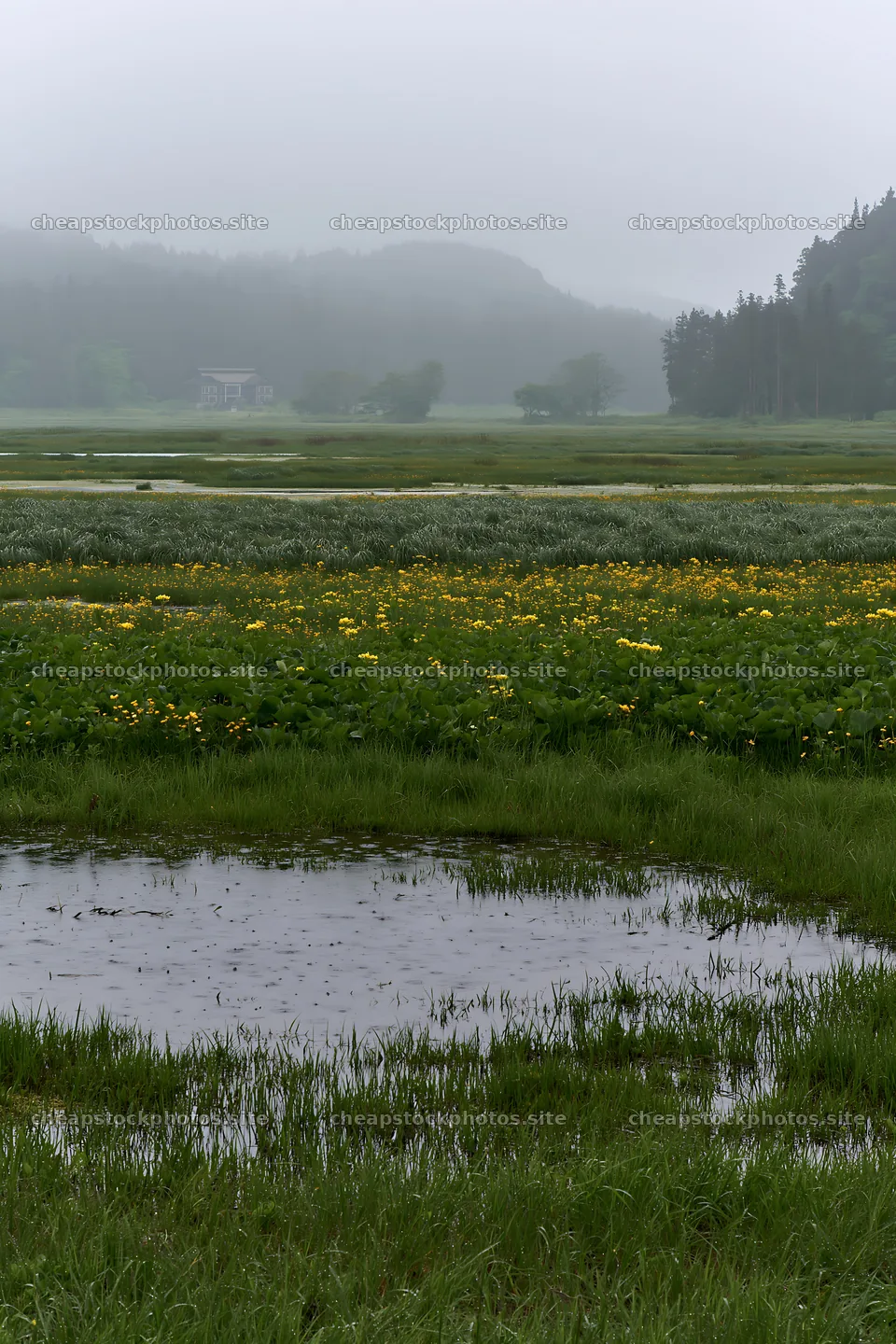 Akita snowmelt meadow with silver grasses and yellow flowers – stock photos 6480x9722