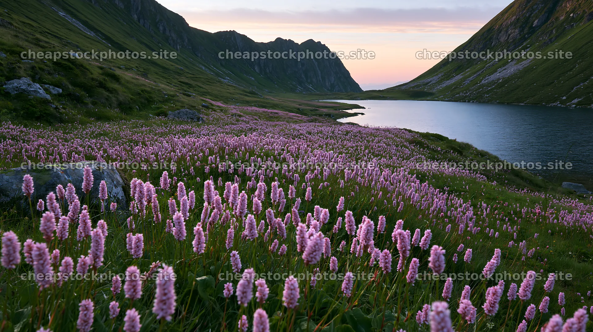 Swiss meadow with flowers beside alpine lake at sunset – stock photos 10608x5938