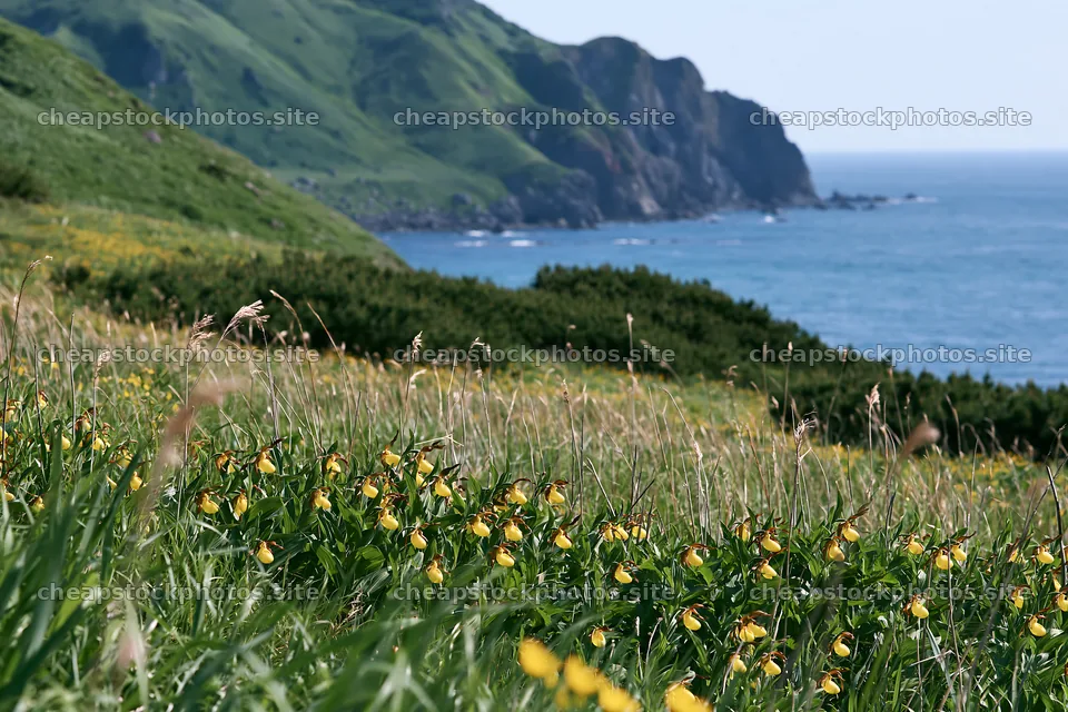 Colorful meadow of orchids by the seaside – stock photos 9722x6480