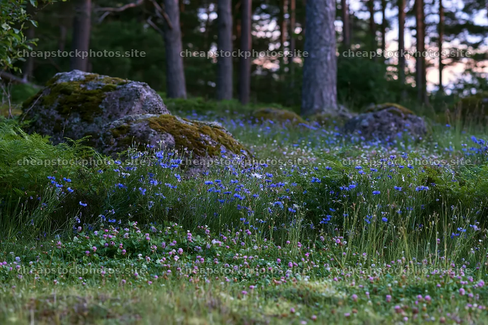 Clover and cornflower meadow with trees and rocks – stock photos 9722x6480